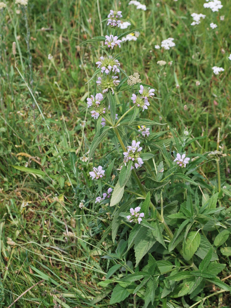 Image of Stachyopsis oblongata specimen.