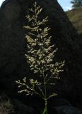 Agrostis gigantea