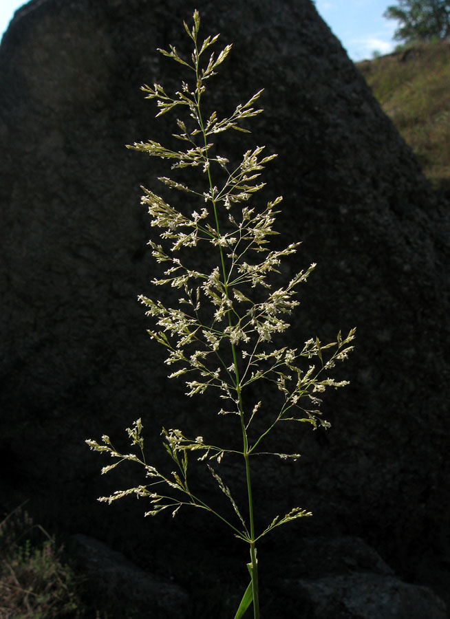 Изображение особи Agrostis gigantea.