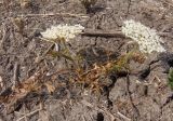 семейство Apiaceae. Цветущее растение. Украина, Запорожская обл., Мелитопольский р-н, недалеко от пгт Мирное, луг возле Национального историко-археологического заповедника \"Каменная Могила\". 06.08.2013.