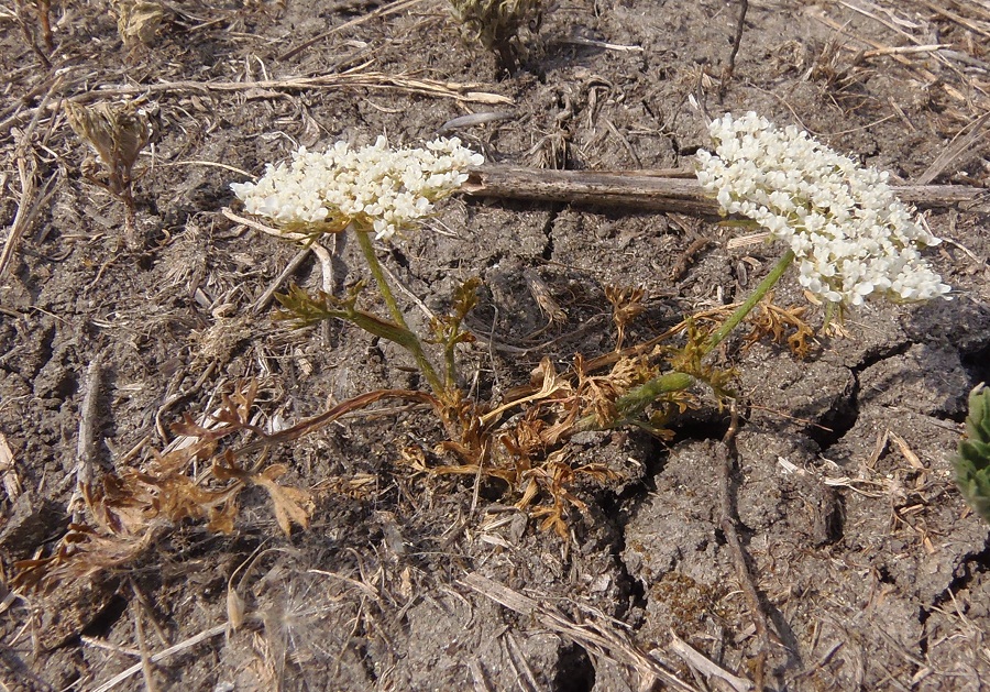 Изображение особи семейство Apiaceae.