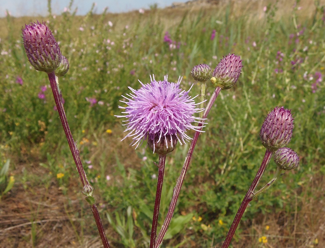 Изображение особи Cirsium arvense.