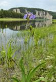 Iris setosa. Цветущее и плодоносящее растение растение. Якутия, Хангаласский улус, долина р. Синей. Июль 2013 г.