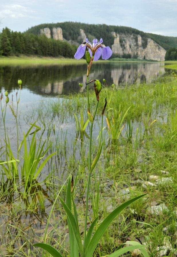 Изображение особи Iris setosa.