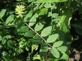 Astragalus glycyphyllos