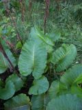 Rumex obtusifolius