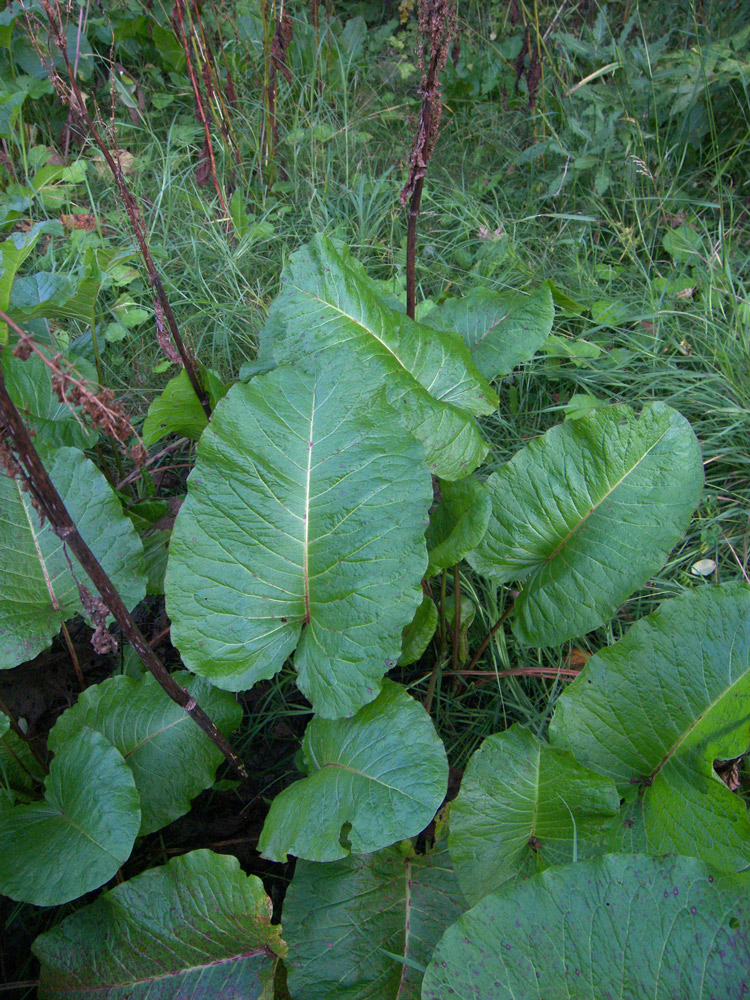 Image of Rumex obtusifolius specimen.