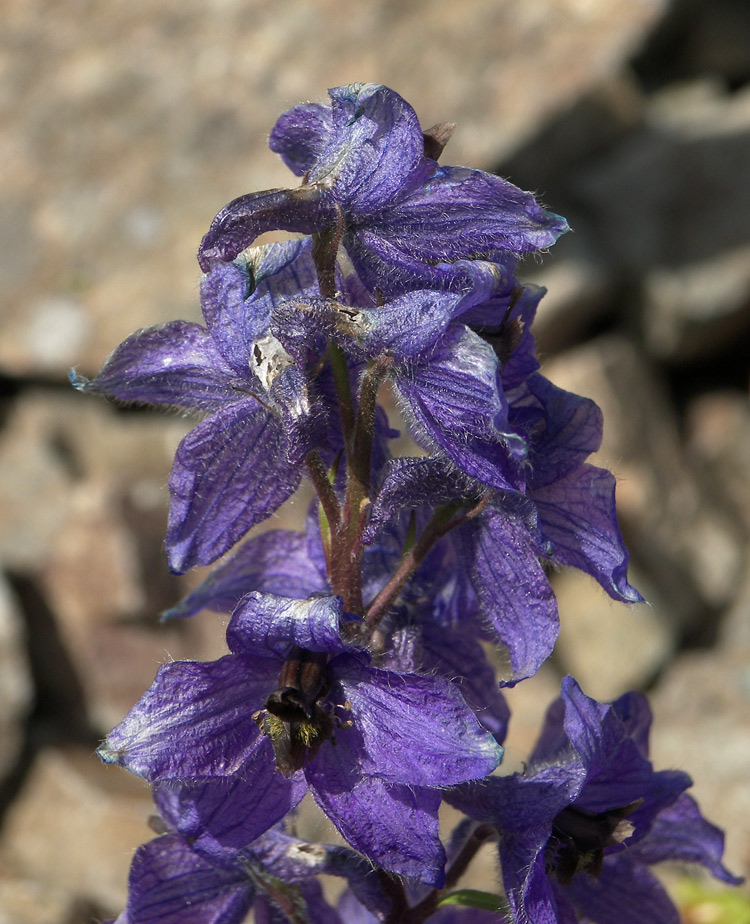 Изображение особи Delphinium caucasicum.