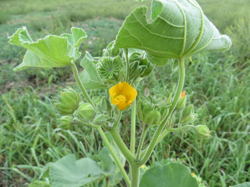 Изображение особи Abutilon theophrasti.