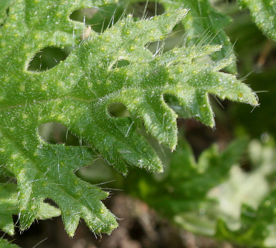 Image of Blumenbachia insignis specimen.