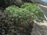 Euphorbia lamarckii