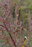 Artemisia rubripes