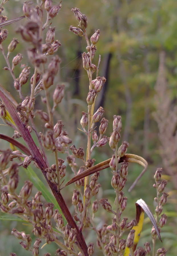 Изображение особи Artemisia rubripes.