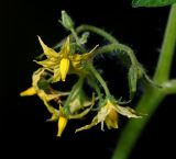 Lycopersicon esculentum. Соцветие. Московская обл., Раменский р-н, окр. дер. Хрипань, садовый участок. 26.07.2013.