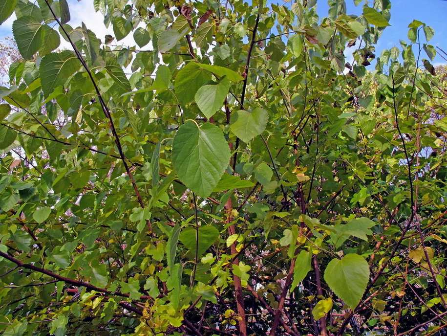 Image of Morus alba specimen.