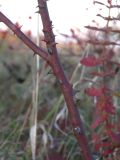 Rosa canina var. hispida