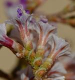 Limonium pruinosum