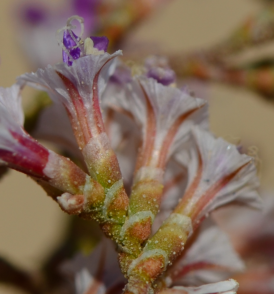 Изображение особи Limonium pruinosum.