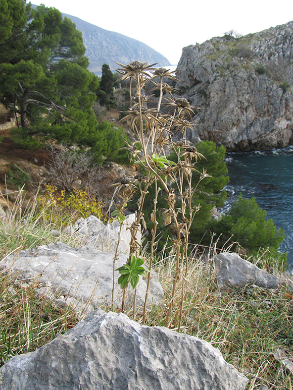 Изображение особи Pallenis spinosa.