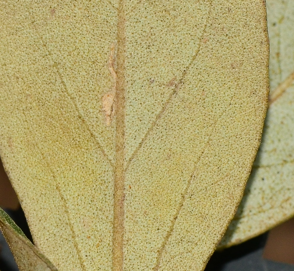 Image of Lagunaria patersonia specimen.