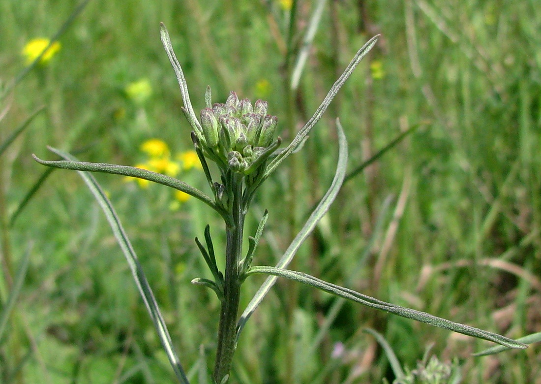 Image of Erysimum canescens specimen.