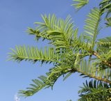 Torreya nucifera. Верхушки веточек. Германия, г. Дюссельдорф, Ботанический сад университета. 04.09.2013.
