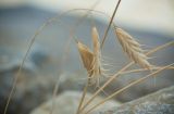 Bromus anatolicus