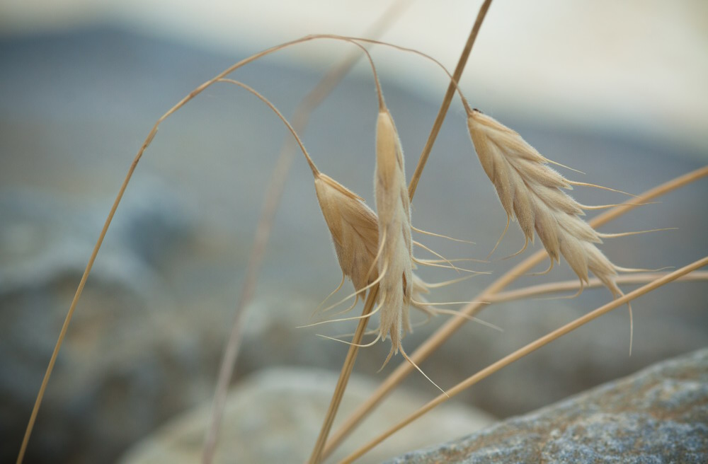 Image of Bromus anatolicus specimen.