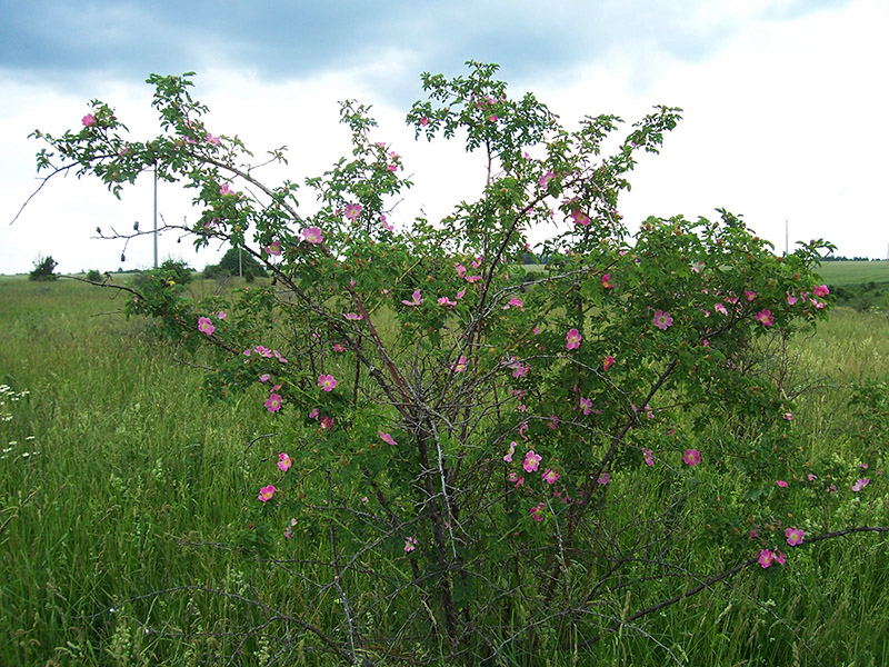 Image of Rosa canina specimen.