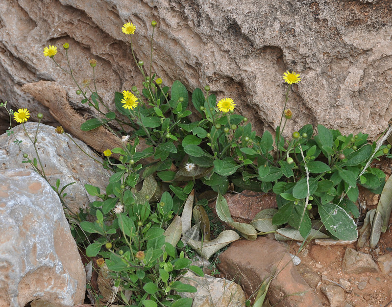 Изображение особи Pulicaria diversifolia.