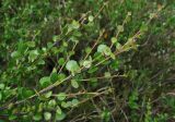 Betula nana