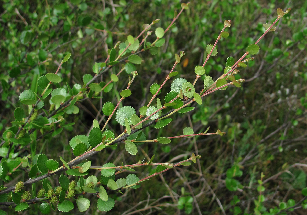 Image of Betula nana specimen.