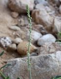 Caylusea hexagyna
