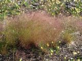 род Agrostis