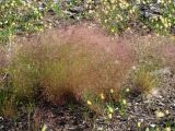 genus Agrostis