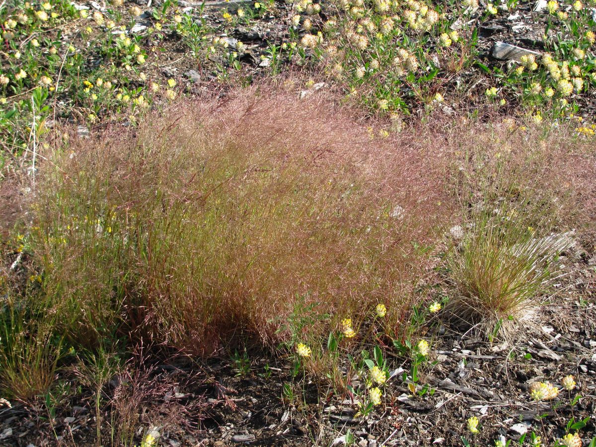 Изображение особи род Agrostis.