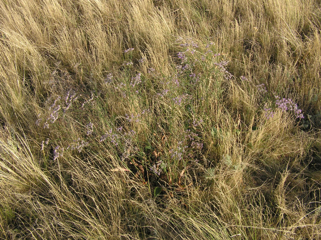 Изображение особи Limonium sareptanum.