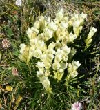 Gentiana algida