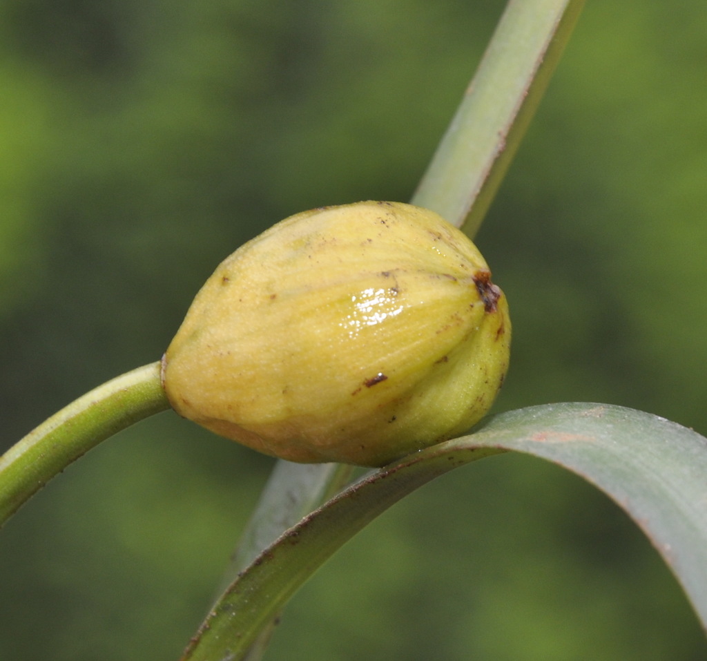 Изображение особи Sternbergia lutea.