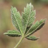 Potentilla astracanica