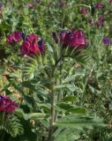 Echium amoenum. Верхушка побега с соцветиями. Азербайджан, Лерикский р-н, окр. Лерика. 03.05.2014.