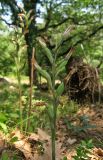 Limodorum abortivum var. viride
