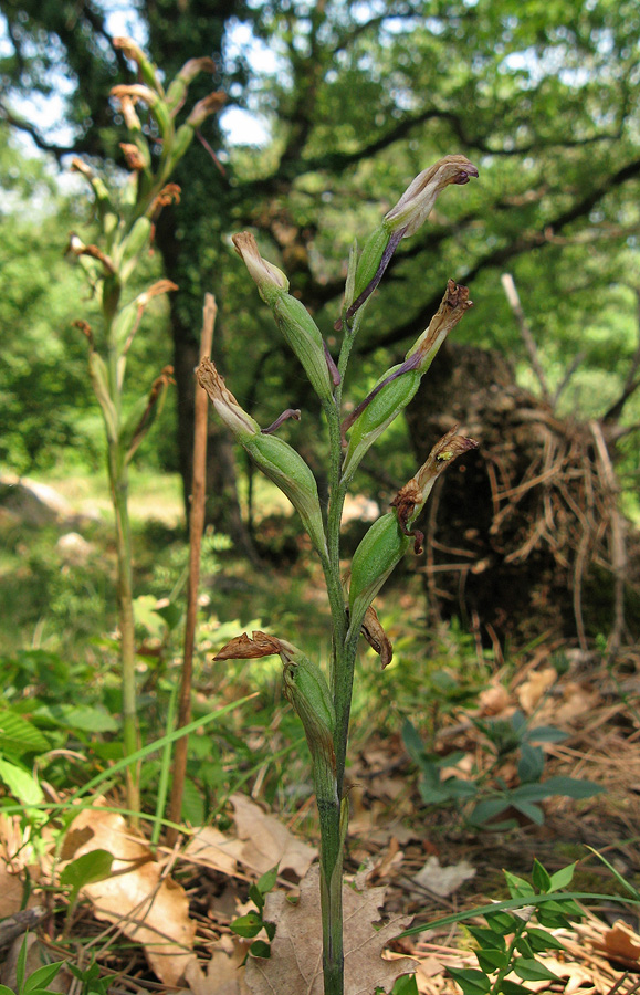 Image of Limodorum abortivum var. viride specimen.