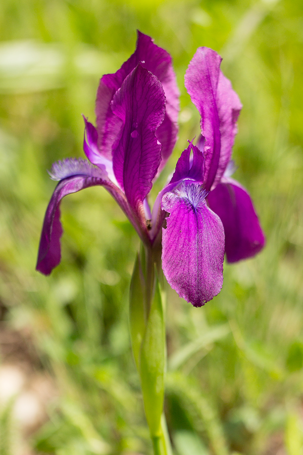 Изображение особи Iris aphylla.