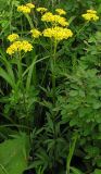Patrinia scabiosifolia