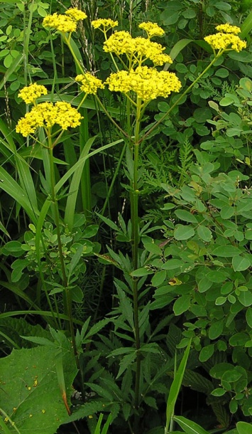 Изображение особи Patrinia scabiosifolia.