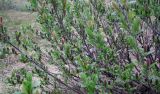 Salix glauca