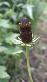 Rudbeckia occidentalis