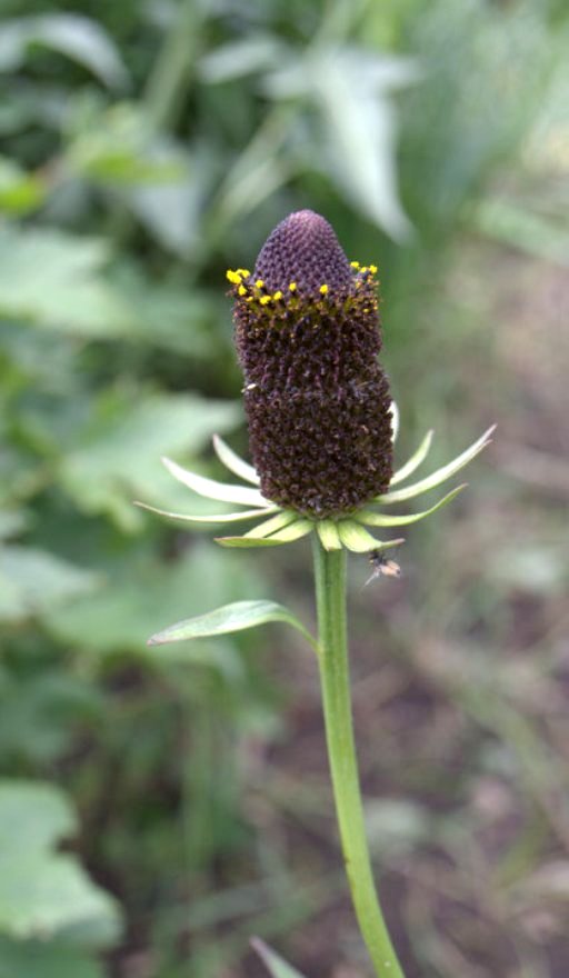 Image of Rudbeckia occidentalis specimen.
