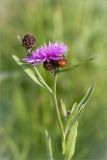 Centaurea jacea. Верхушка цветущего растения с сидящей божьей коровкой. Ленинградская обл., Волосовский р-н, окр. дер. Сырковицы, обочина дороги. 13.07.2014.